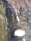 rubber tap.JPG (101 KB)